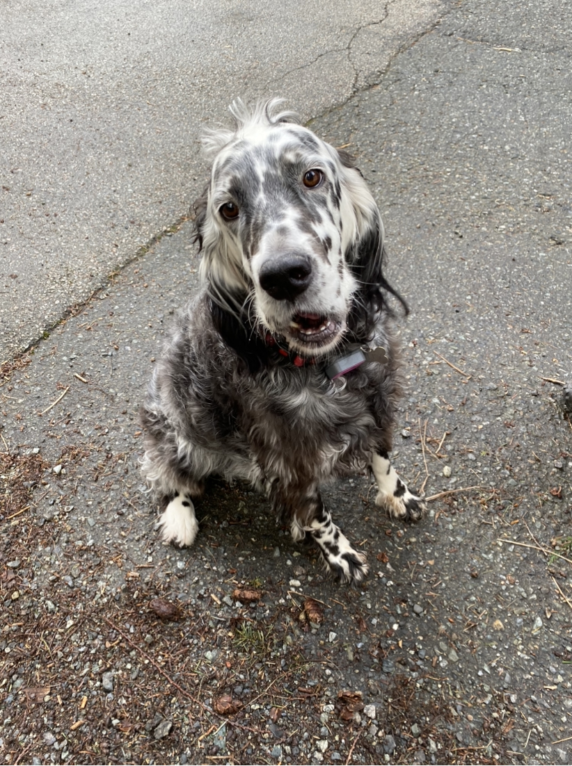 Lily, a lost dog story